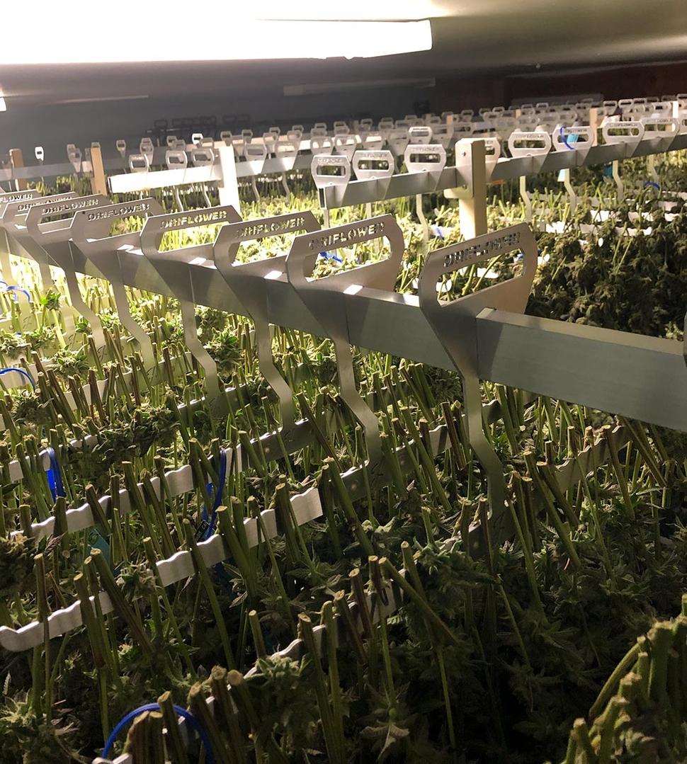 Cannabis Vertical Growing Racks